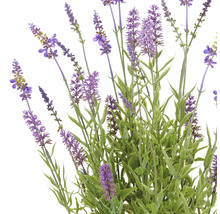 Lavendelblommor med gröna stjälkar