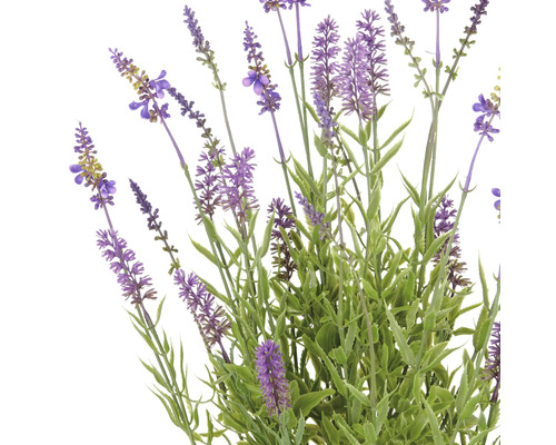 Lavendelblommor med gröna stjälkar