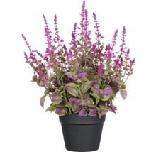 Konstväxt salvia superba XL ca 50cm rosa i kruka