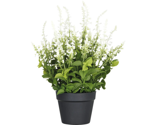 Konstväxt salvia superba XL ca 50cm vit i kruka