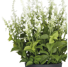 Konstgjord växt salvia med vita blommor och gröna blad