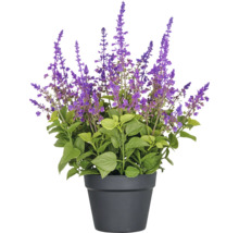 Konstväxt salvia superba XL ca 50cm lila i kruka
