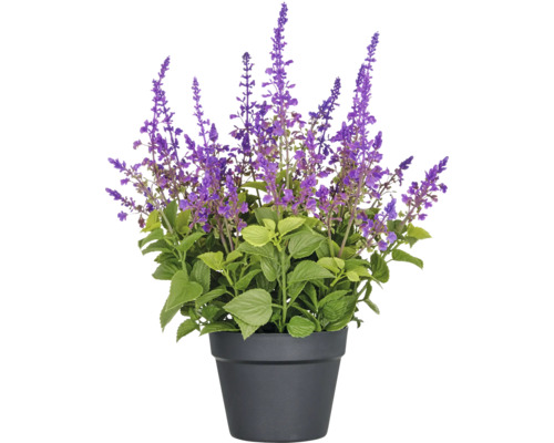 Konstväxt salvia superba XL ca 50cm lila i kruka