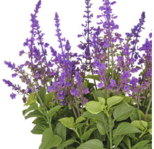 Dekorativ salviaplanta med lila blommor och gröna blad.