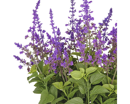 Dekorativ salviaplanta med lila blommor och gröna blad.