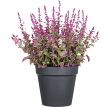 Coleus växt i kruka med lila blommor