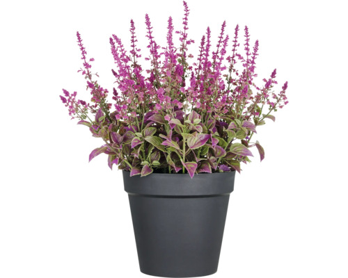 Konstväxt salvia superba XXL ca 65cm rosa i kruka