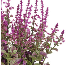 Dekorativ konstgjord växt med lila blommor och gröna blad.