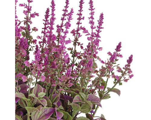 Dekorativ konstgjord växt med lila blommor och gröna blad.