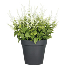 Salvia i kruka