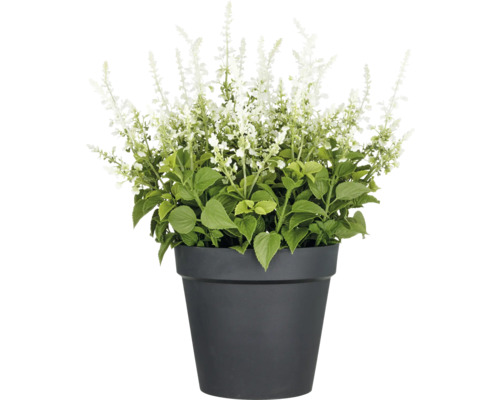 Konstväxt salvia superba XXL ca 65cm vit i kruka