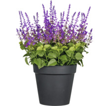 Salvia i kruka