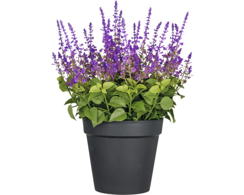 Konstväxt salvia superba XXL ca 65cm lila i kruka