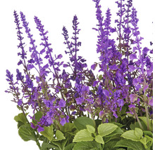 Konstväxt salvia superba XXL ca 65cm lila i kruka