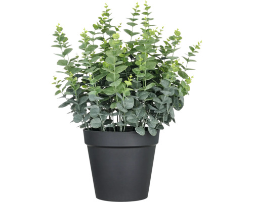 Konstväxt eukalyptus gunnii XXL 70cm grön i kruka