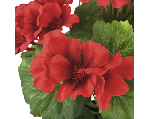 Närbild av röda pelargonblommor med gröna blad.