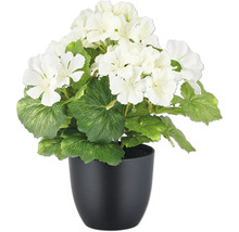 Konstväxt pelargon 26cm vit i kruka 2-pack