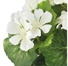 Konstväxt pelargon 26cm vit i kruka 2-pack