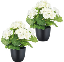 Konstväxt pelargon 26cm vit i kruka 2-pack