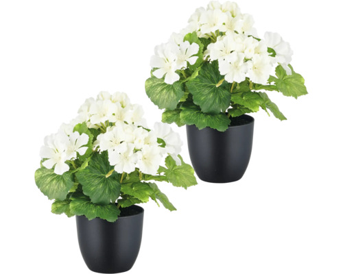 Konstväxt pelargon 26cm vit i kruka 2-pack