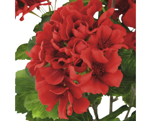 Närbild av en röd pelargonblomma med gröna blad