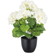 Konstväxt pelargon 36cm vit i kruka