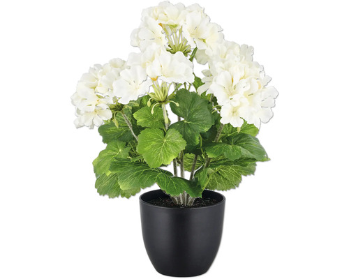 Konstväxt pelargon 36cm vit i kruka