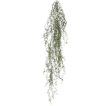 Hängande Tillandsia som dekoration för inomhusbruk