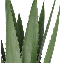 Närbild av en Aloe Vera växt
