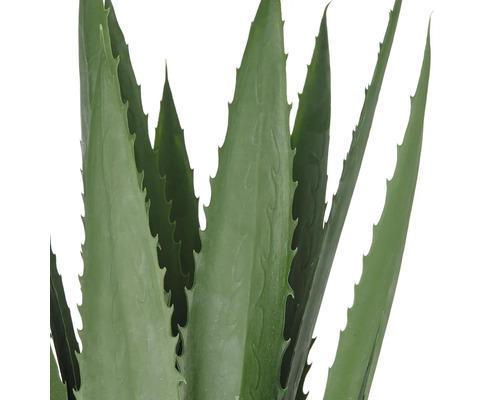 Närbild av en Aloe Vera växt