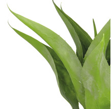 Aloe Vera växt med gröna blad