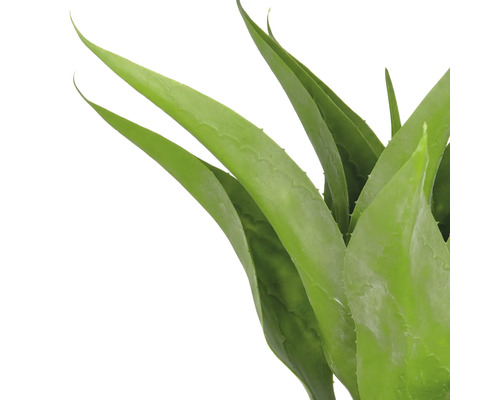 Aloe Vera växt med gröna blad