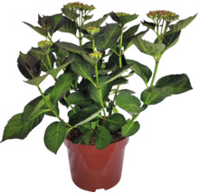 Syrenhortensia i kruka med gröna blad och blomknoppar