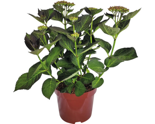 Syrenhortensia i kruka med gröna blad och blomknoppar