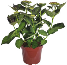 Hortensiaväxt i kruka med gröna blad och blomknoppar