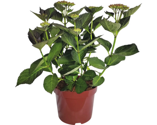 Hortensiaväxt i kruka med gröna blad och blomknoppar