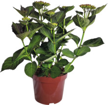 Hortensia i kruka