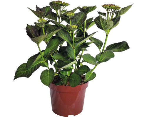 Hortensia i kruka