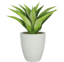 Dekorativ agave i en kruka