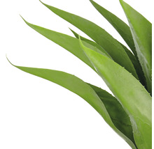 Närbild av en Aloe Vera växt med gröna blad