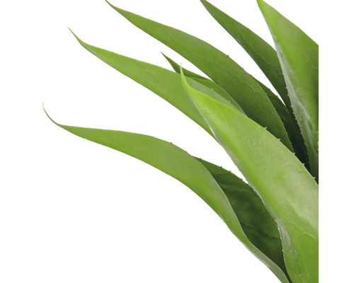 Närbild av en Aloe Vera växt med gröna blad
