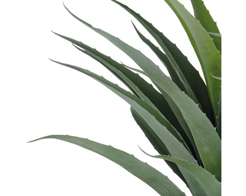 Aloe vera-växt med långa blad
