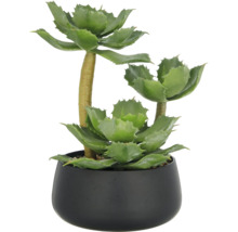 Konstväxt Echeveria 28cm grön i skål
