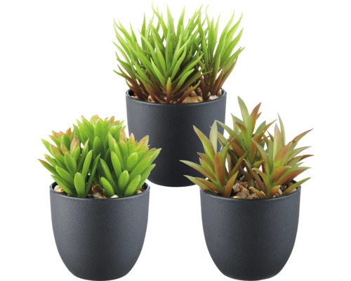 Konstväxt suckulent 3-pack 13cm grön i kruka