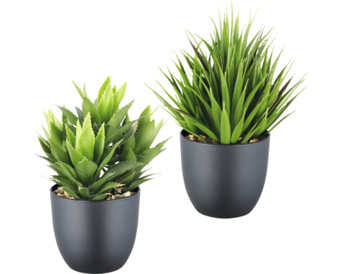 Konstväxt suckulent 2-pack 21cm grön i kruka