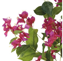 Bougainvilleagren med blommor och blad