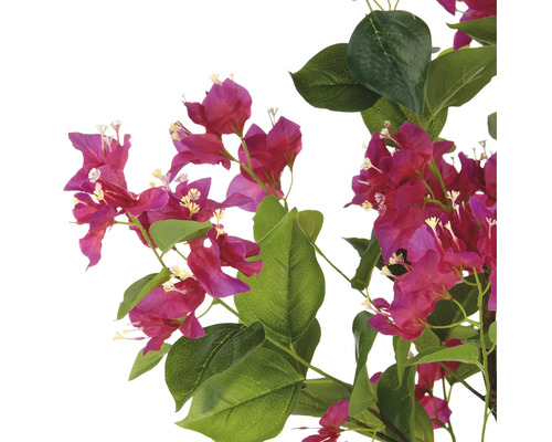 Bougainvilleagren med blommor och blad