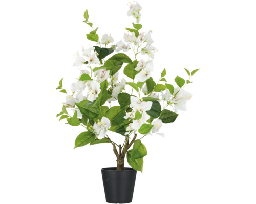 Konstväxt Bougainvillea 68cm vit i kruka