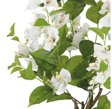 Bougainvilleagren med vita blommor och gröna blad
