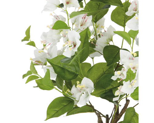 Bougainvilleagren med vita blommor och gröna blad